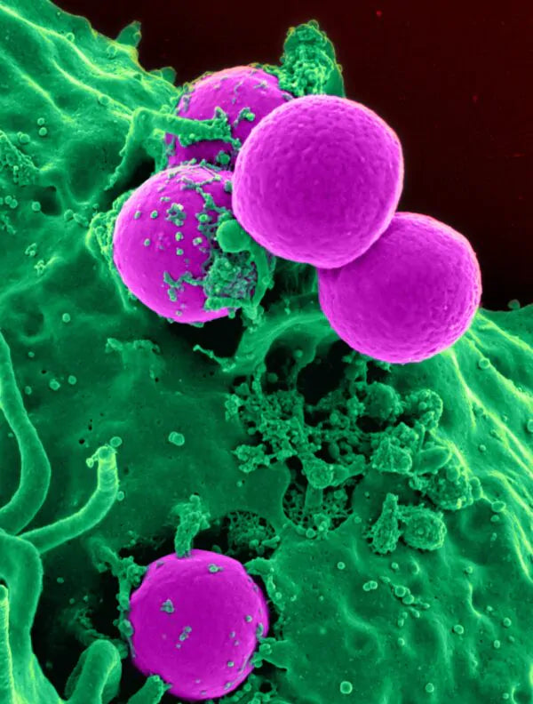 The gut microbiome