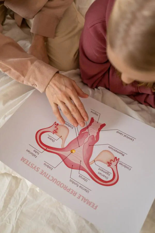 Female reproductive system